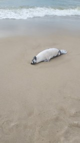 Martwa foka znaleziona na plaży w Łazach [ZDJĘCIA]