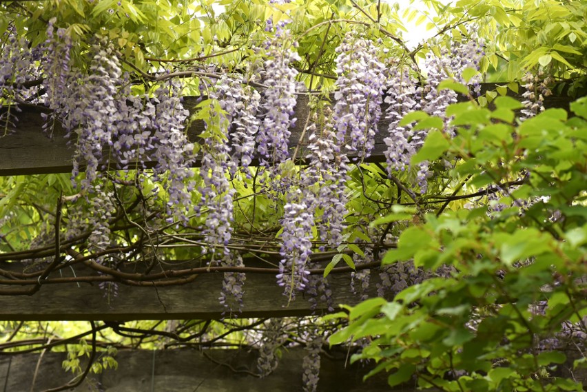 W arboretum najpiękniej jest wiosną. Nz. glicyna japońska.