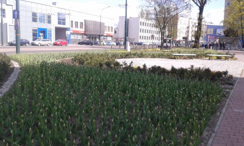 Sosnowiec: wiosna w centrum miasta. Pojawiły się stokrotki ZDJĘCIA