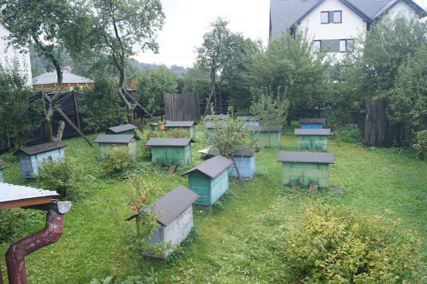 Na pszczoły wydano wyrok."Przeszkadzały sąsiadom"...