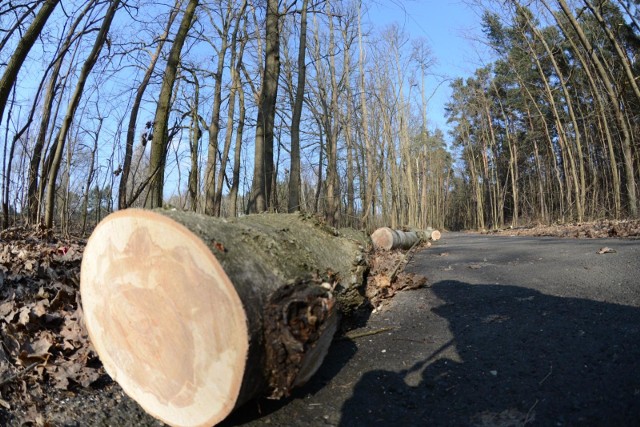 W Katowicach wyciętych zostanie ponad 100 drzew