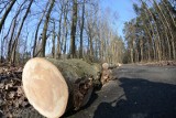 Katowice: ponad 100 drzew pójdzie pod topór w Katowicach. Wycinkę zaplanowano w trzech miejscach