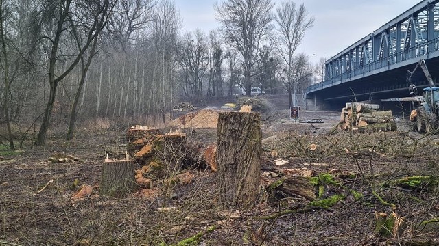Zdaniem toruńskich urzędników wokół mostu miały zostać wycięte pojedyncze drzewa suche oraz te, które zagrażały konstrukcji. W rzeczywistości pod topór poszło wszystko, co w sąsiedztwie mostu rosło.