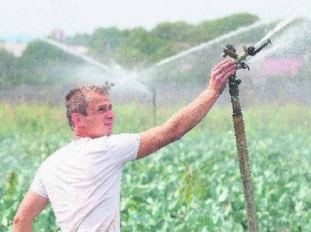 Groźna susza nie tylko dla rolnictwa. Czy czeka nas drastyczny wzrost cen?- Po raz pierwszy widzę taką suszę, więc aby nie splajtować, kupiłem system nawadniający i codziennie dowożę na pole  sto tysięcy litrów wody do podlewania brokułów i kalafiorów - mówi  Paweł Masławski, młody rolnik z Pacanowa.