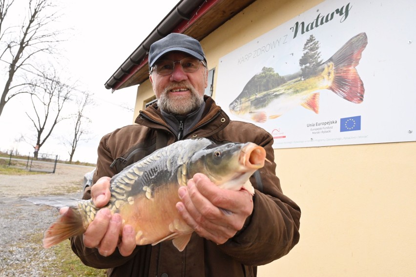 Karpia możemy już kupować w gospodarstwach rybackich. Tu...