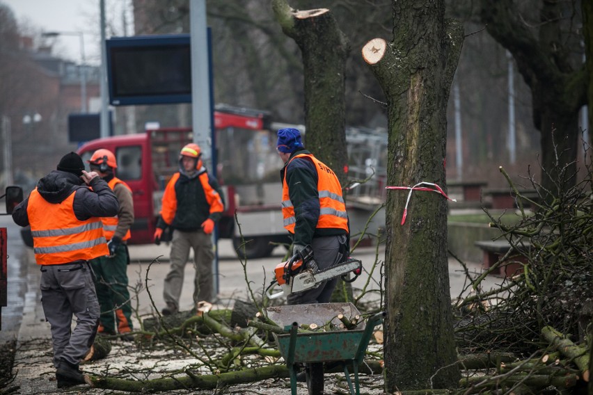 Wycinka drzew w Bydgoszczy. Sześć kasztanowców poszło pod topór [zdjęcia]