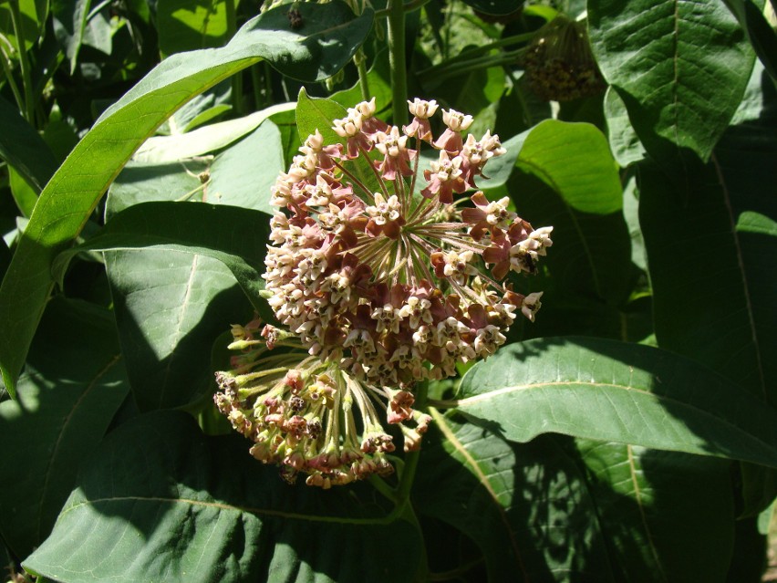 Trojeść amerykańska (Asclepias syriaca) to bardzo efektowna...