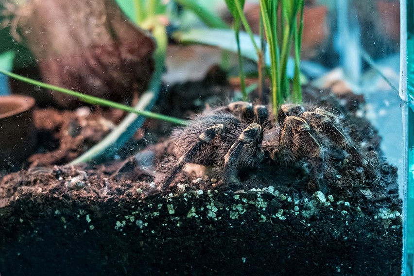 Fascynujący świat pająków i skorpionów - wyjątkowa wystawa w Busku-Zdroju (WIDEO, ZDJĘCIA)