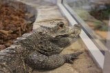 Krokodyle z bydgoskiego zoo można podpatrzeć w sieci