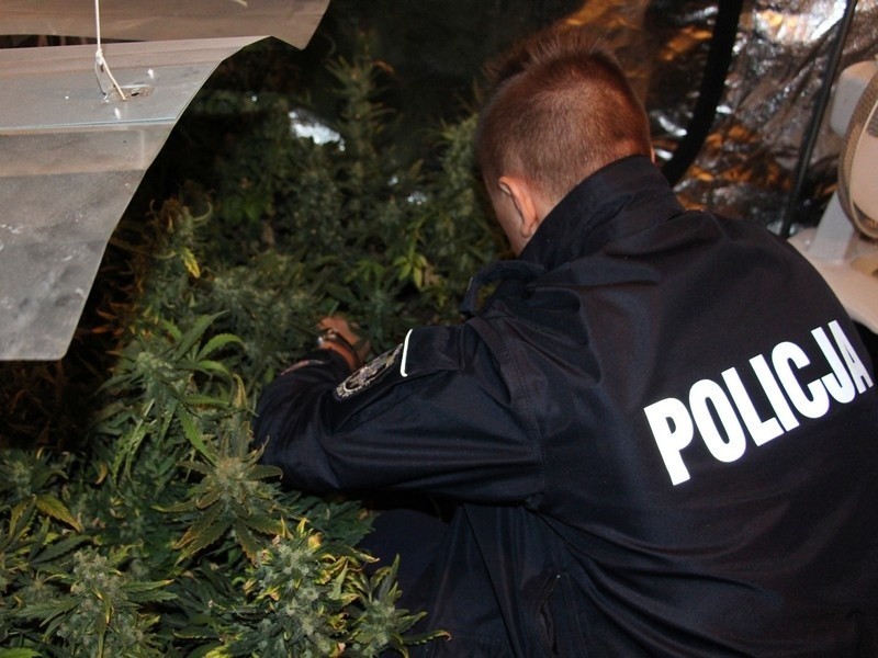 Poznań: Poszukiwany mężczyzna miał plantację marihuany [ZDJĘCIA]