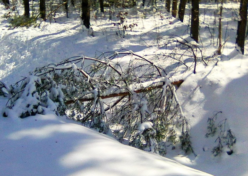  Po obfitych opadach śniegu spustoszenie w starachowickich lasach. Tysiące połamanych drzew. Zobacz zdjęcia 