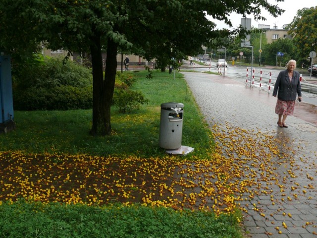 Chodnik przy ulicy Popiełuszki w Stalowej Woli usłany mirabelkami.
