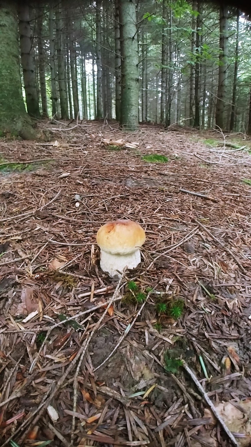 - Małe zbiory przy sobocie, okolice Lubeni - napisał do nas...