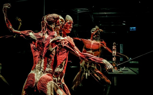 Galeria Metropolia. Wystawa Body Worlds & The Cycle of Life w Gdańsku. Ekspozycja autentycznych ciał ludzkich poruszająca temat anatomii i metody plastynacji.