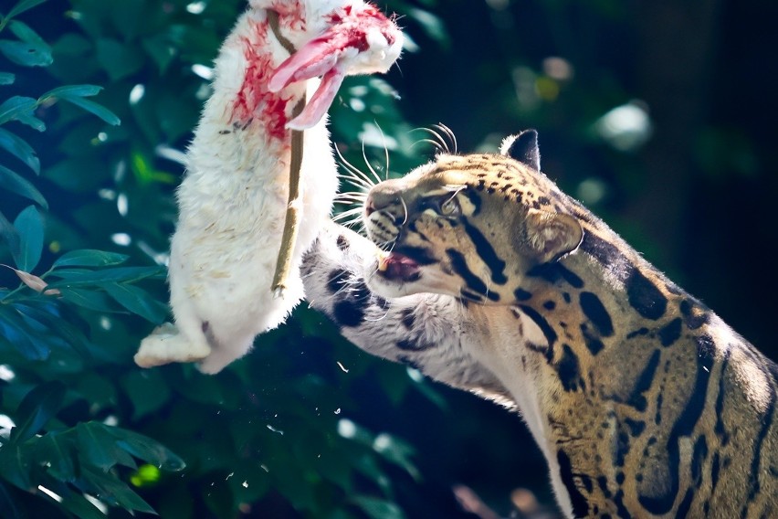 Dzień pantery mglistej we Wrocławskim Zoo. Choć trudno ją dostrzec, nam się udało [ZDJĘCIA]