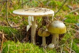 Atlas grzybów - na niektóre z nich trzeba uważać! Grzybobranie bez tajemnic. Jak odróżnić grzyba jadalnego od trującego?