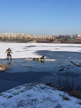 Labrador wpadł do Odry. Uratowali go strażacy