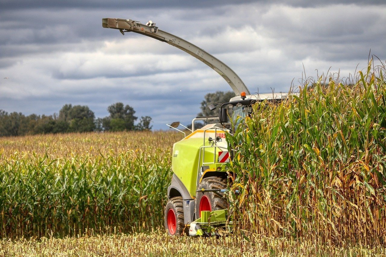 Ile biorą za ścięcie kukurydzy na kiszonkę? Stawki 2020 z różnych stron  Polski [21.09] | Strefa Agro