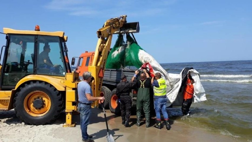 Martwy wieloryb na plaży Mierzei Wiślanej 20.07.2018. Zwierzę znalezione w Kątach Rybackich ma około 5 metrów długości i waży 3 tony