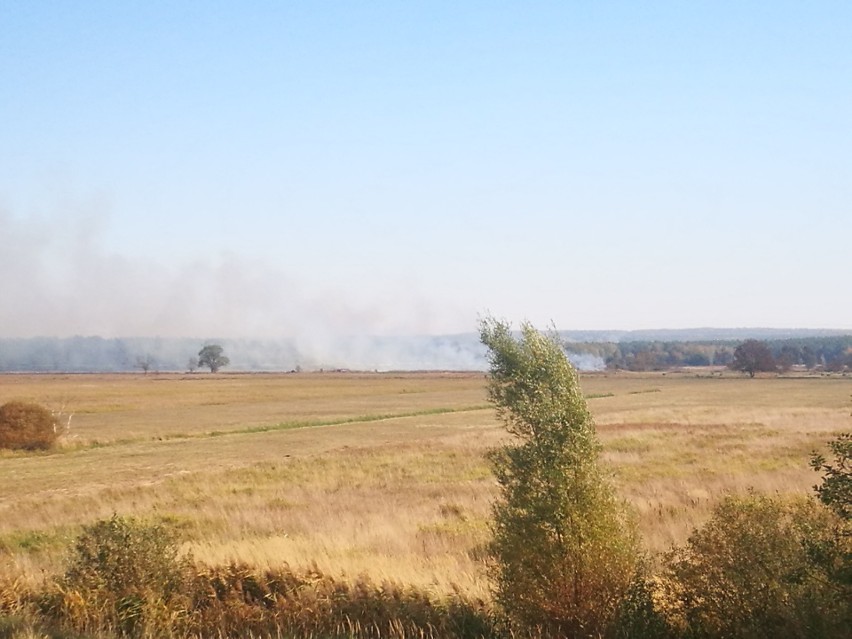 Pożar w Wołczkowie. Pięć zastępów walczy z ogniem [ZDJĘCIA]