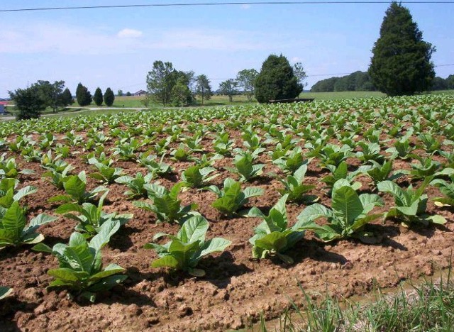 Na terenie północno-wschodniej Polski mamy około 500 plantatorów, którzy należą do Zrzeszenia Producentów Tytoniu „Tabako” z siedzibą w Suchowoli. Średnia wielkość plantacji na tym obszarze przekracza 1,5 ha.