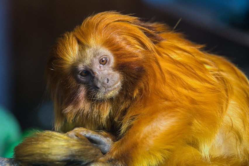 Wiosna zawitała do krakowskiego zoo [ZDJĘCIA]