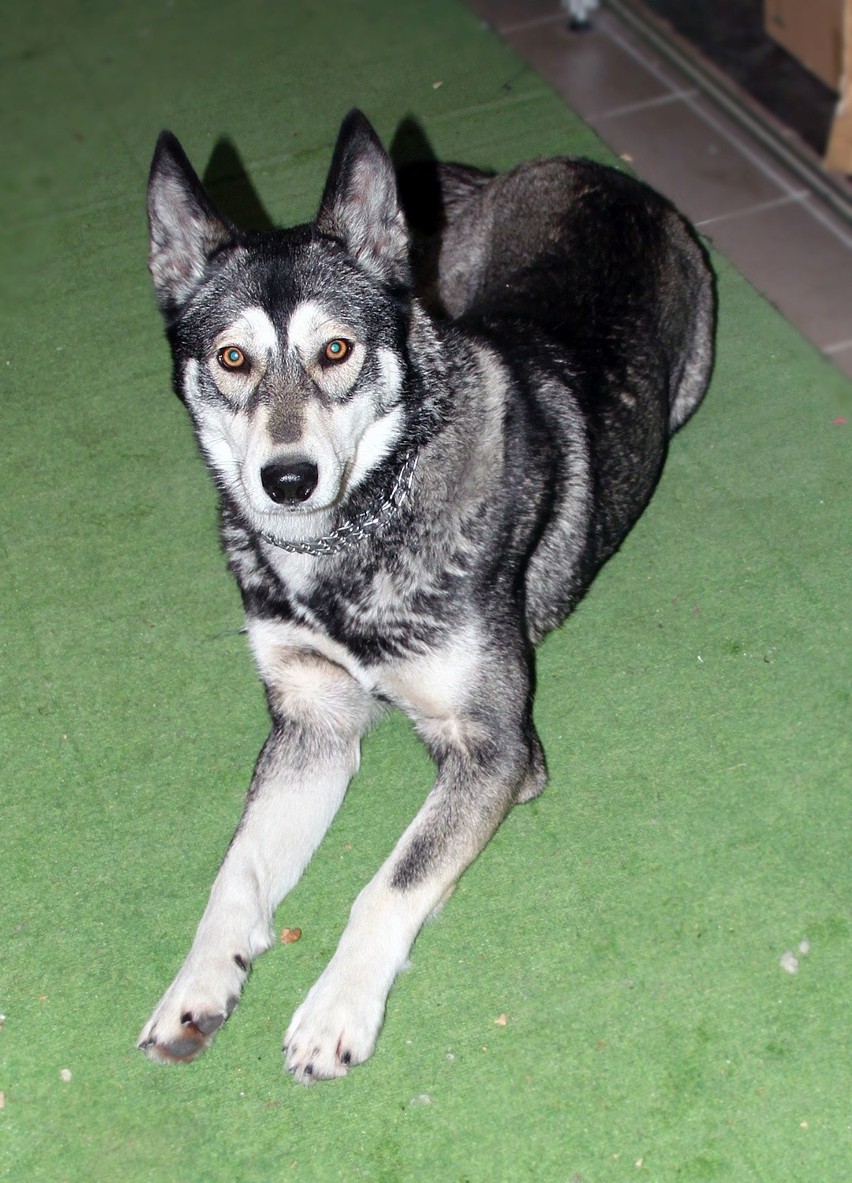 Suczka czeka na właściciela. Pies został znaleziony przy ul. Sulisławickiej w Lublinie