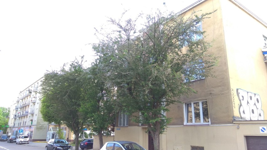 Drzewa rosną przy ulicy Leszczyńskiego.