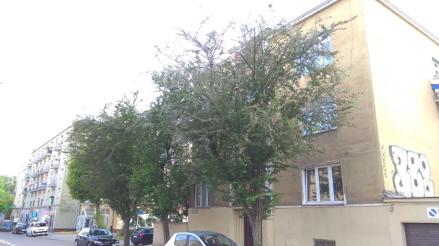 Drzewa rosną przy ulicy Leszczyńskiego.