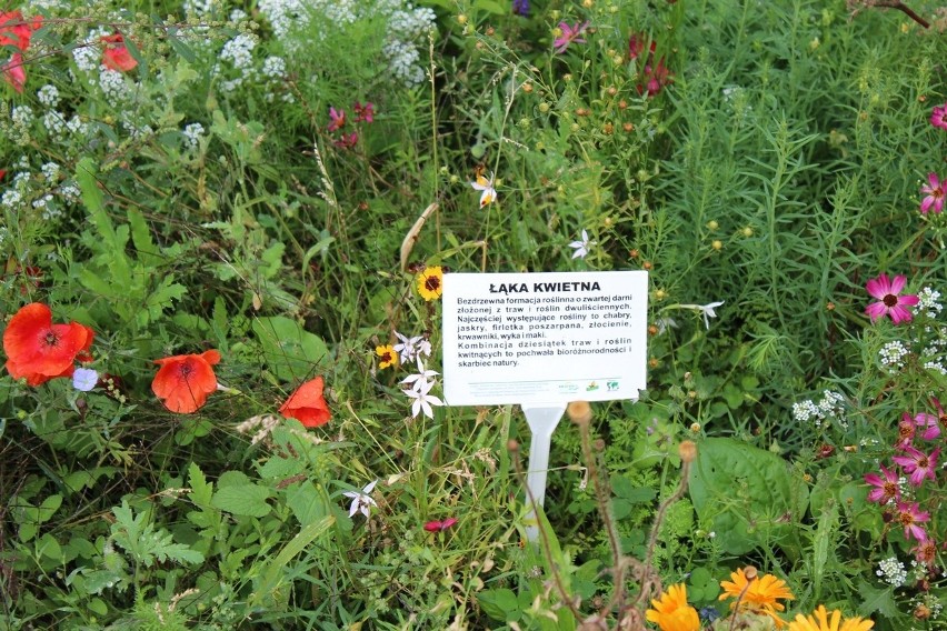 Arboretum przy Państwowej Szkole Podstawowej nr 1 w...