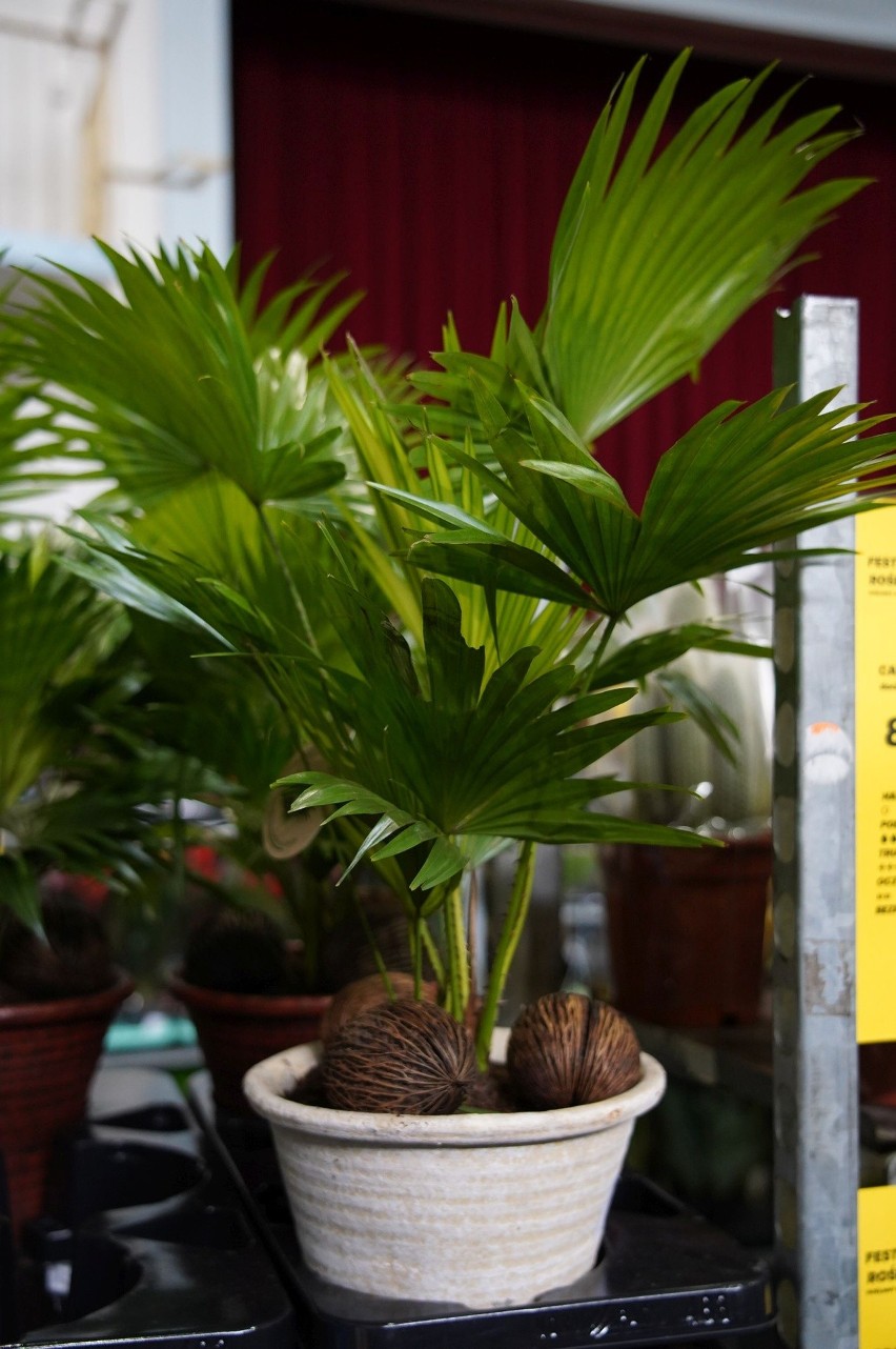 3. Livistona rotundifolia - piękna palma, która pochodzi z lasów deszczowych wschodniej Azji -
