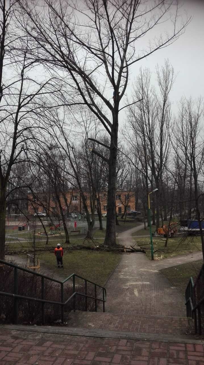 Trwa wycinka drzew w parku im. Wandy Malczewskiej w...