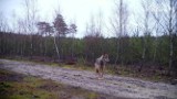 Wilki w lasach w Polsce. Przyrodnicy: nie bójmy się wilków. Wilki w województwie łódzkim to dowód, że przyroda się odradza 21.02.2024
