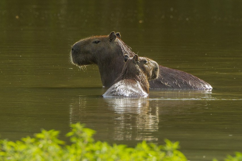 Kapibary to zwierzęta wodno-lądowe. Uwielbiają długie...