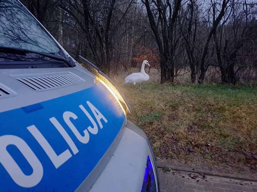 Ratunku potrzebował zdezorientowany łabędź, który pomimo...