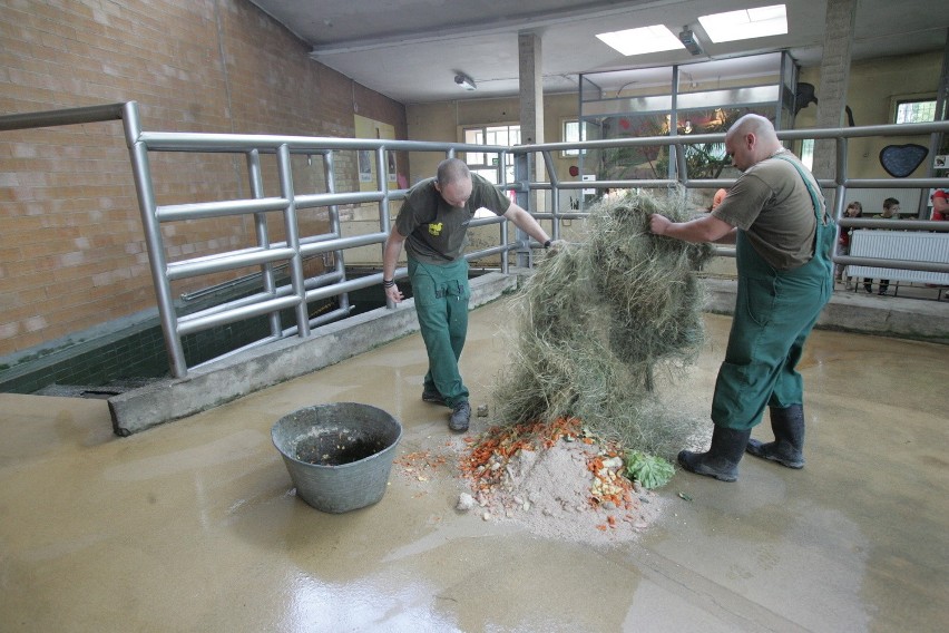 Śląski Ogród Zoologiczny od kuchni