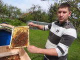 Zagłada pszczół na masową skalę