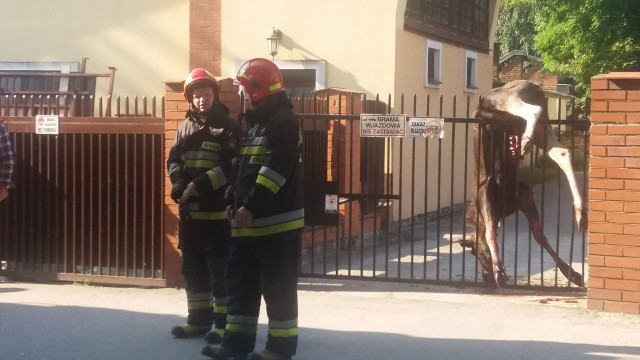 Łoś zawiesił się na ogrodzeniu posesji przy Okulickiego w Radomiu.