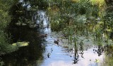 Woda w Trynce w Grudziądzu jest już ledwo widoczna. Kanał zarośnięty zielskiem! Zobaczcie zdjęcia