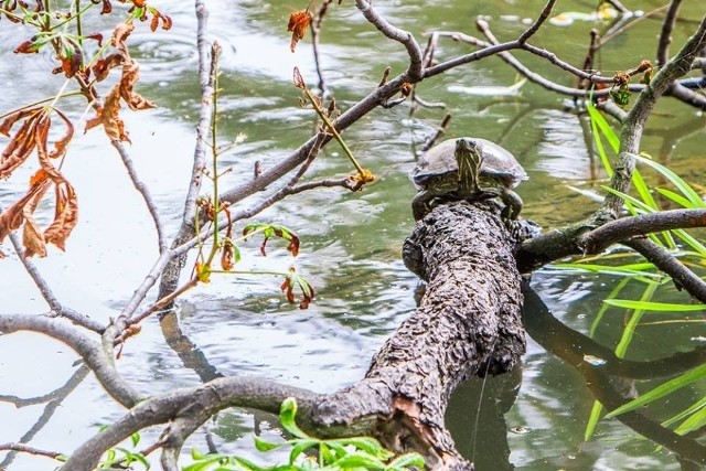 Egzotyczny żółw znaleziony w... parku w Kaliszu
