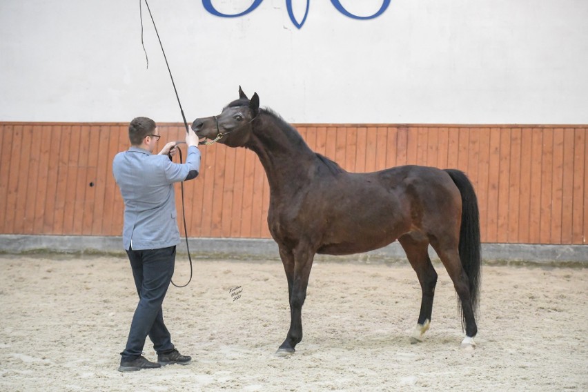 Winter Arabian Horse Auction 2022 w Stadninie Koni w...