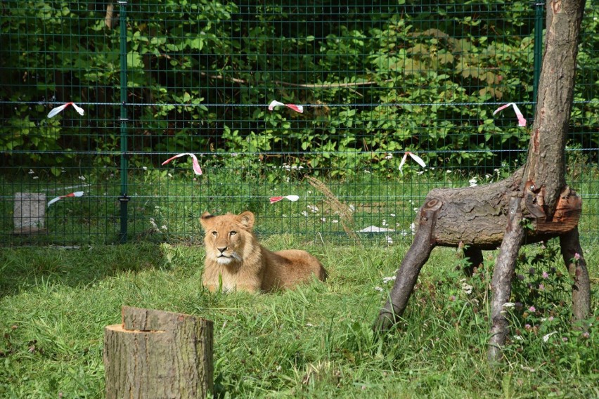 Zoo w Poznaniu Lwiątka Kizia i Leoś mają nowy wybieg