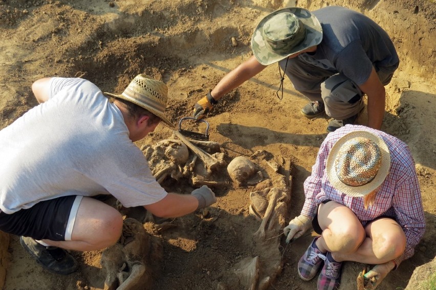 Badania grobu zbiorowego z okresu późnego neolitu.
