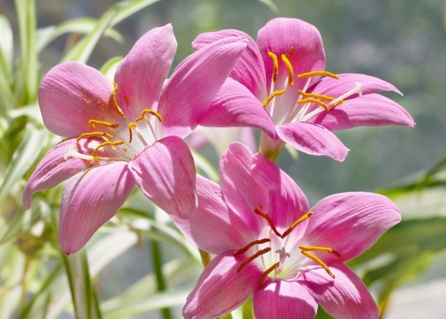 Zefiranty to nieduże, ale piękne kwiaty. Nadają się do uprawy w ogrodzie i na balkonie.