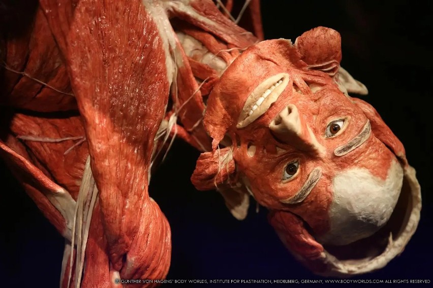 Wystawa "Body Worlds", Gunther von Hagens