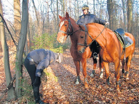 Co robi w lesie strażnik na koniu?