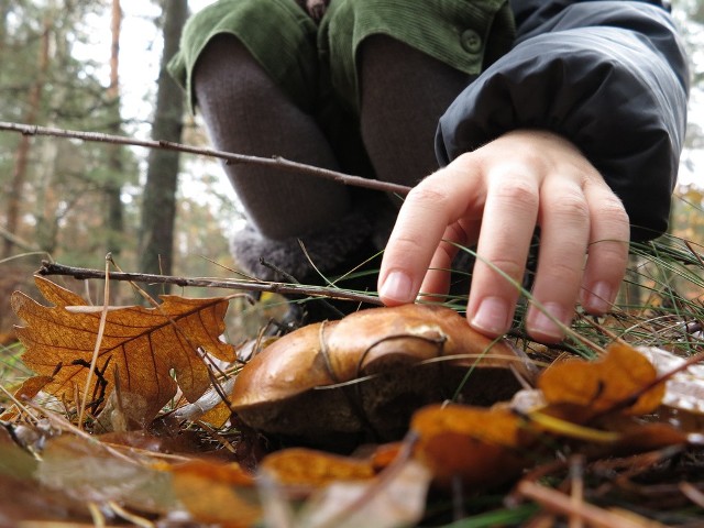 Patrzenie pod nogi w poszukiwaniu grzybów czy jagód sprawia, że szybko traci się orientację w terenie.