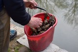 Żaby w Głuchołazach mają problem. Po remoncie nie mogą się dostać do stawu. Pomagają im wolonatariusze