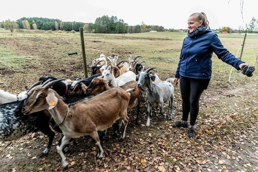 Emilia z Laszek i jej kozy