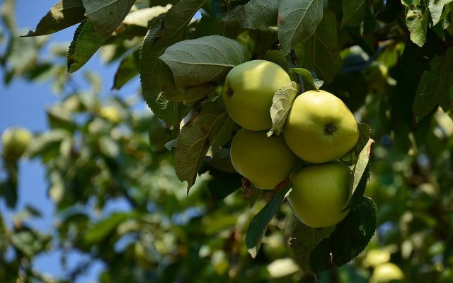 Papierówka jest też nazywana oliwką żółtą lub oliwką inflancką. Te jabłka wielu kojarzą się ze smakiem dzieciństwa. licencja